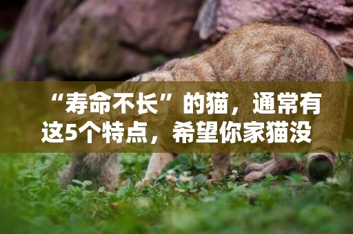 “壽命不長”的貓，通常有這5個特點，希望你家貓沒有 