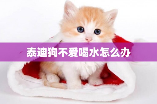 泰迪狗不愛喝水怎么辦