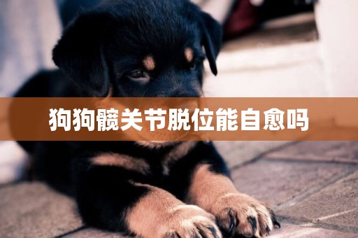 狗狗髖關節脫位能自愈嗎