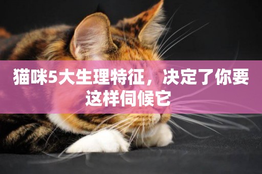 貓咪5大生理特征，決定了你要這樣伺候它 
