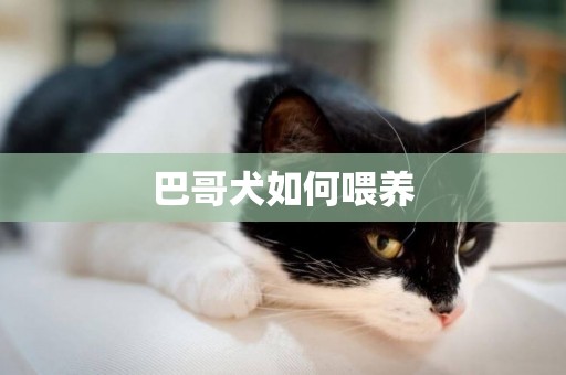 巴哥犬如何喂養