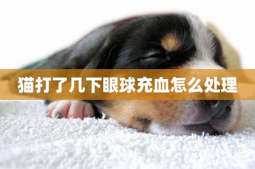 貓打了幾下眼球充血怎么處理
