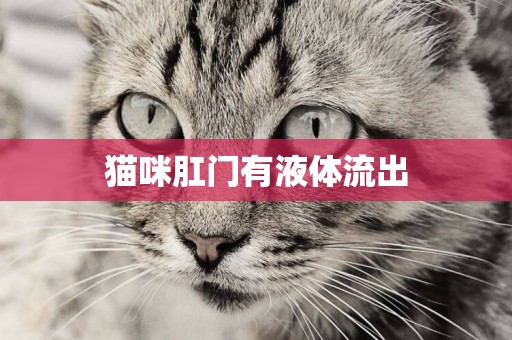 貓咪肛門有液體流出