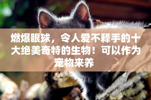 燃爆眼球，令人愛不釋手的十大絕美奇特的生物！可以作為寵物來養 