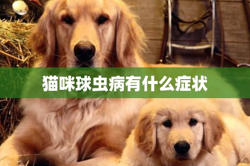 貓咪球蟲病有什么癥狀