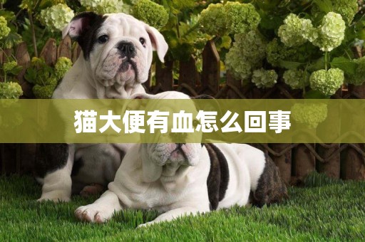 貓大便有血怎么回事