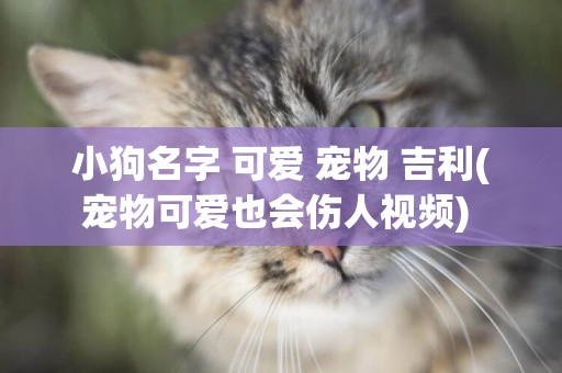 小狗名字 可愛 寵物 吉利(寵物可愛也會傷人視頻) 