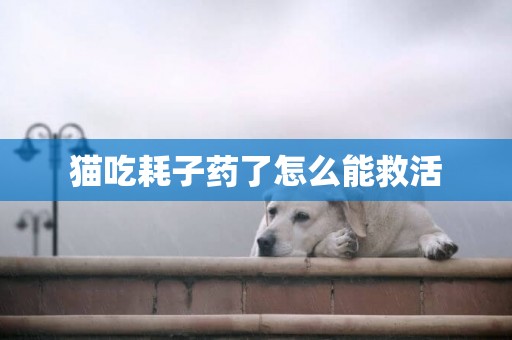 貓吃耗子藥了怎么能救活