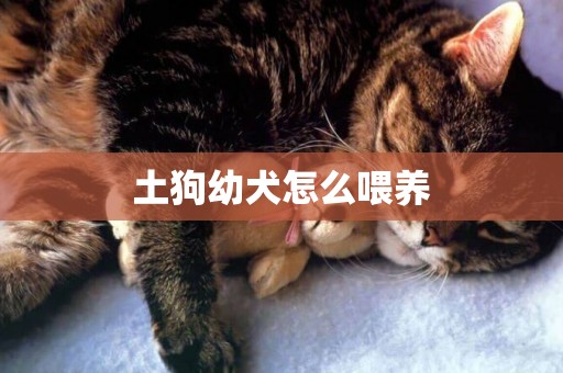 土狗幼犬怎么喂養
