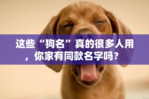 這些“狗名”真的很多人用，你家有同款名字嗎？ 