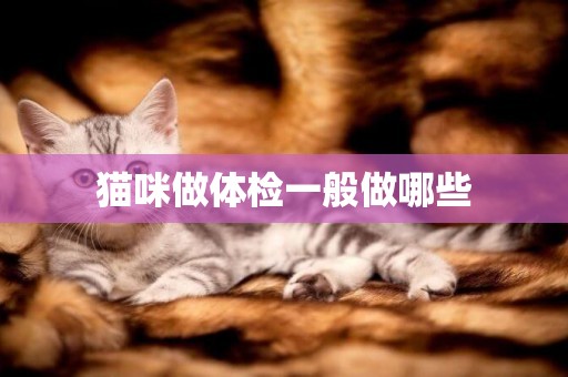貓咪做體檢一般做哪些