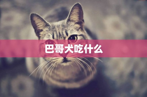 巴哥犬吃什么