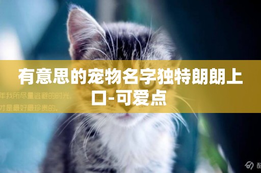 有意思的寵物名字獨特朗朗上口-可愛點 