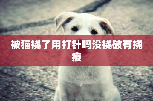 被貓撓了用打針嗎沒撓破有撓痕