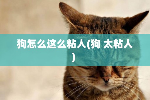狗怎么這么粘人(狗 太粘人) 