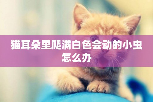 貓耳朵里爬滿白色會動的小蟲怎么辦