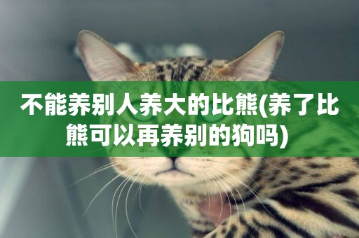 不能養別人養大的比熊(養了比熊可以再養別的狗嗎) 