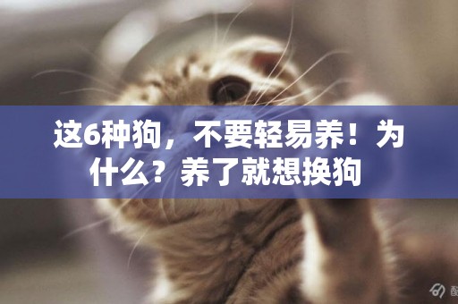 這6種狗，不要輕易養！為什么？養了就想換狗 