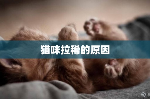 貓咪拉稀的原因