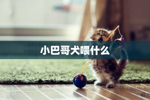 小巴哥犬喂什么