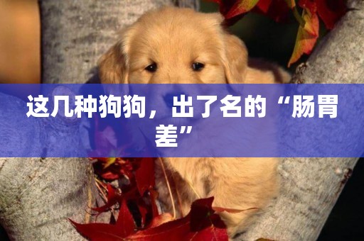 這幾種狗狗，出了名的“腸胃差” 