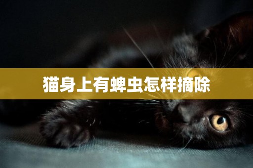 貓身上有蜱蟲怎樣摘除