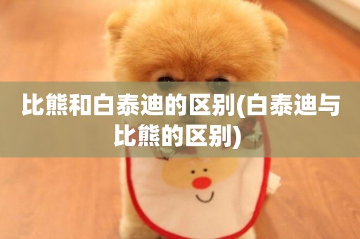 比熊和白泰迪的區別(白泰迪與比熊的區別) 