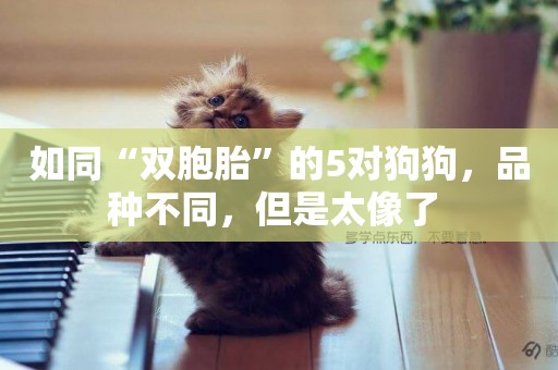 如同“雙胞胎”的5對狗狗，品種不同，但是太像了 