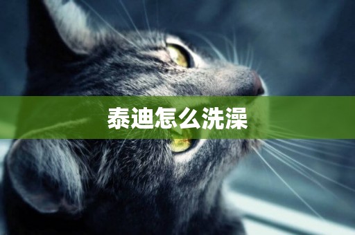 泰迪怎么洗澡