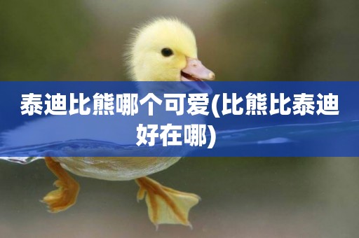 泰迪比熊哪個可愛(比熊比泰迪好在哪) 
