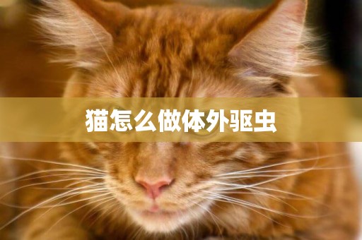 貓怎么做體外驅蟲