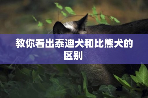 教你看出泰迪犬和比熊犬的區別 