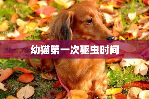 幼貓第一次驅蟲時間
