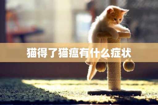 貓得了貓瘟有什么癥狀