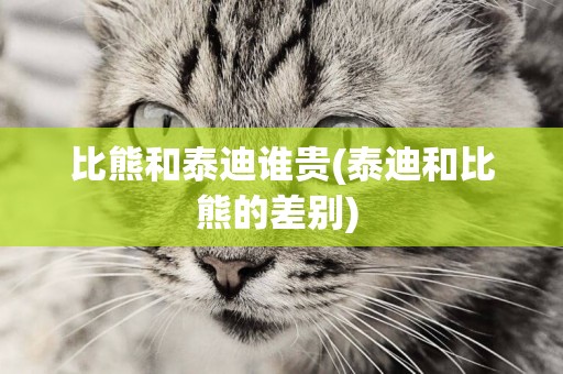比熊和泰迪誰貴(泰迪和比熊的差別) 