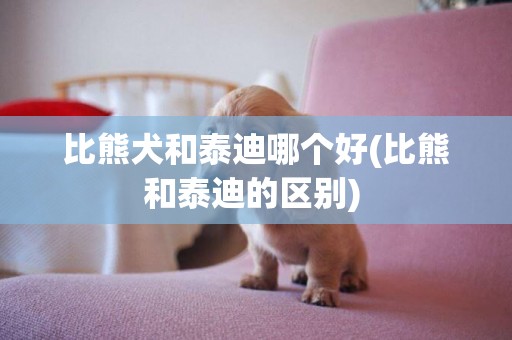 比熊犬和泰迪哪個好(比熊和泰迪的區別) 