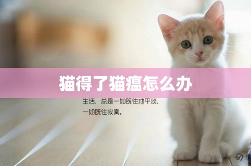 貓得了貓瘟怎么辦