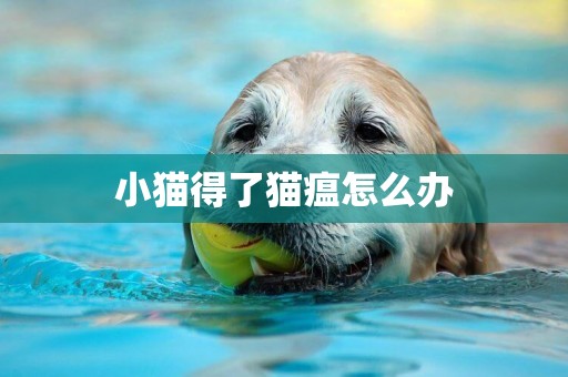 小貓得了貓瘟怎么辦