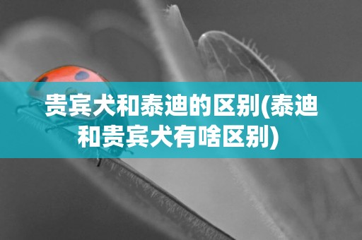 貴賓犬和泰迪的區別(泰迪和貴賓犬有啥區別) 
