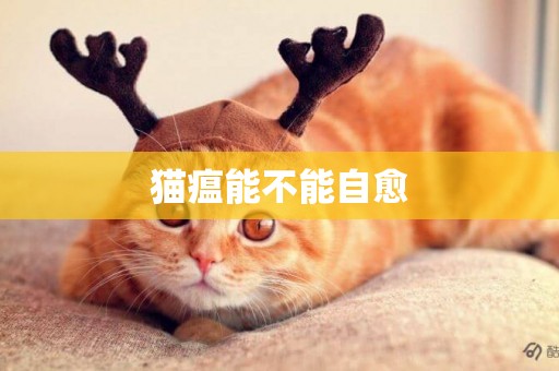 貓瘟能不能自愈
