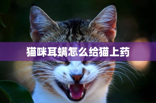 貓咪耳螨怎么給貓上藥