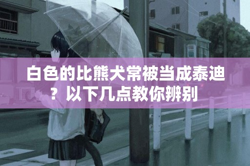 白色的比熊犬常被當成泰迪？以下幾點教你辨別 