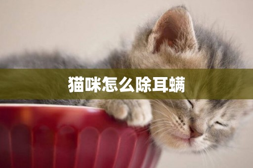貓咪怎么除耳螨