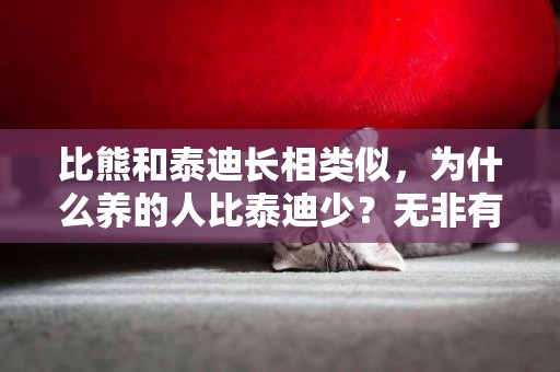 比熊和泰迪長相類似，為什么養的人比泰迪少？無非有這幾點原因 