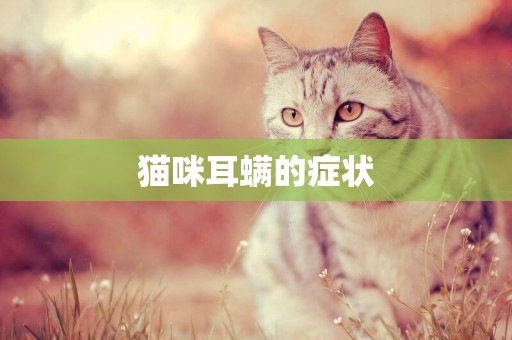 貓咪耳螨的癥狀