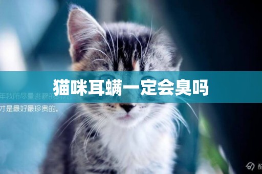 貓咪耳螨一定會臭嗎