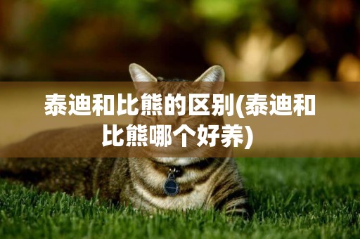 泰迪和比熊的區別(泰迪和比熊哪個好養) 