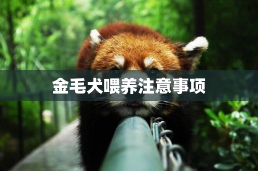 金毛犬喂養注意事項
