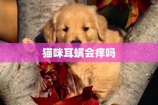 貓咪耳螨會癢嗎