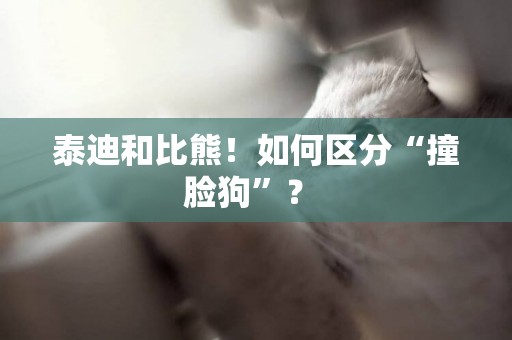 泰迪和比熊！如何區分“撞臉狗”？ 